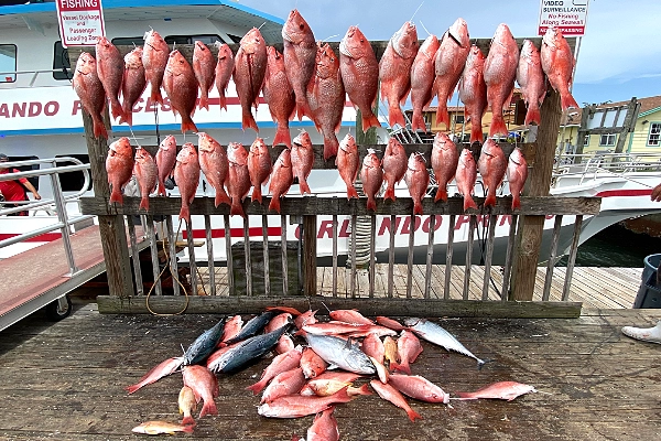 Seasonal Red Snapper Fishing Trip