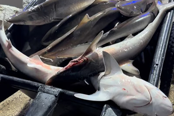 shark video