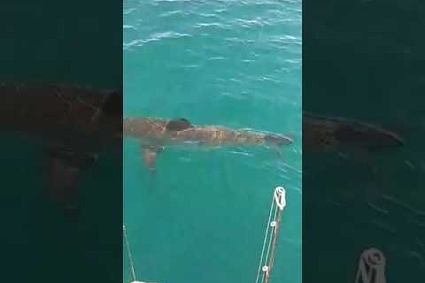 Great White Shark off Port Canaveral