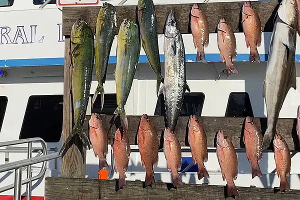 Fish Hang Video